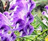 Scutellaria Baicalensis Extract
