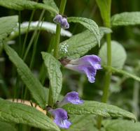Scutellaria galericulata extract