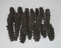 Sea Cucumber P.E
