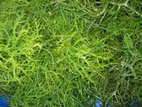 Seaweed extract