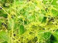 Semen Cuscutae Extract