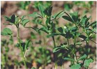 Semen Trigonellea Extract