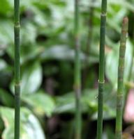 Shavegrass Extract