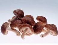 Shiitake Mushroom Extract
