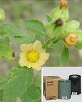 Sida Cordifolia Extract