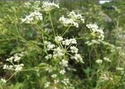 Siler Extract