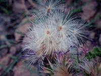 Silymarm