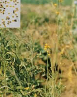Sinapi alba L. P.E