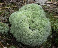Reindeer Lichen Extract