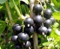 Ribes Nigrum(Black currant Anthocyanin)