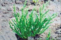 samphire powder