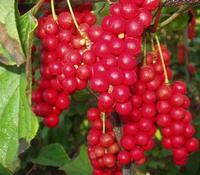 Schisandra P.E