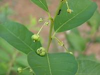 securinega suffruticosa