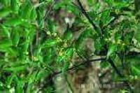 Shield Lichen Extract