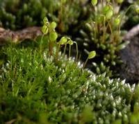 Silvergreen Bryum Moss Extract