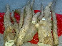 wild yam extract