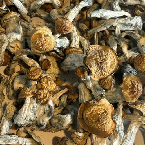 psilocybin mushrooms where to buy