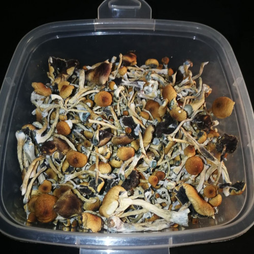 buy psilocybin mushrooms ın oregon Telegram: @Drdday