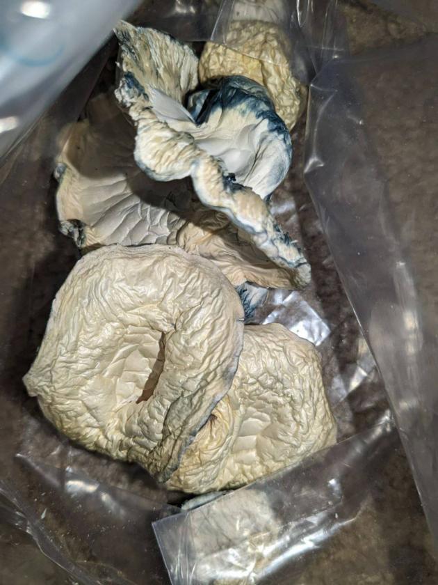 purchase psilocybin mushrooms usa