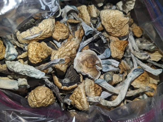 What is magic mushroom in Kodaikanal