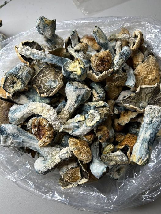  magic mushroom gallery reviews