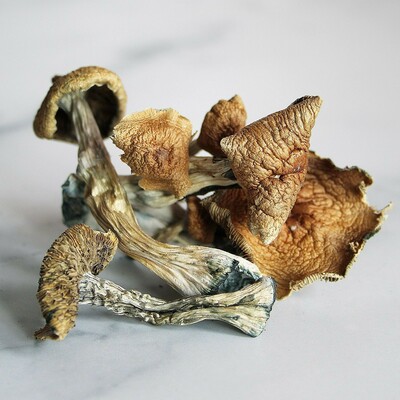 magic mushroom online shop