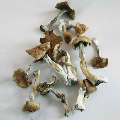 psilocybin chocolate bar