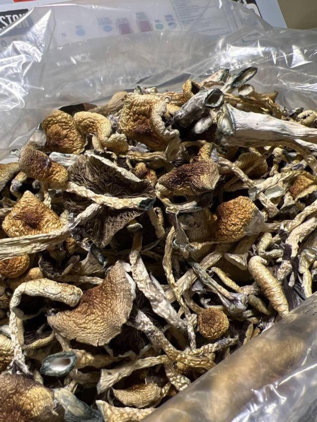 magic mushroom map | mushroom pills for anxiety 
