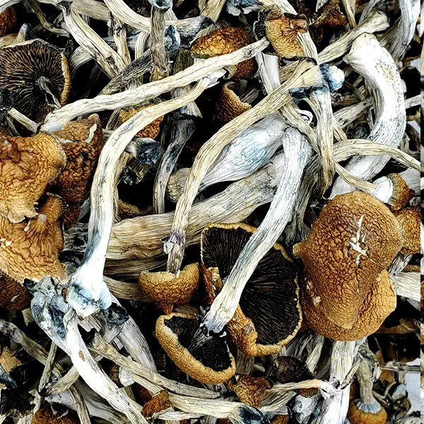 portobello mushroom conspiracy 