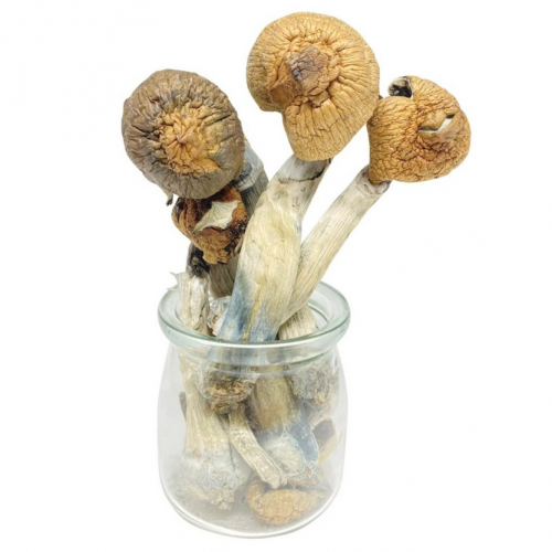 Is Mushroom good for anxiety Telegram: @Drdday