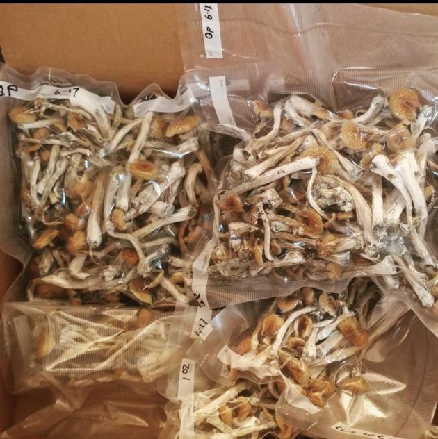 magic mushrooms for sale, - magic mushroom grow kits,