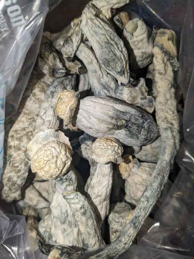 psilocybin online shop,