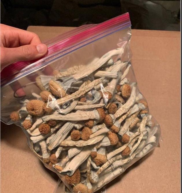 psilocybin mushroom for sale