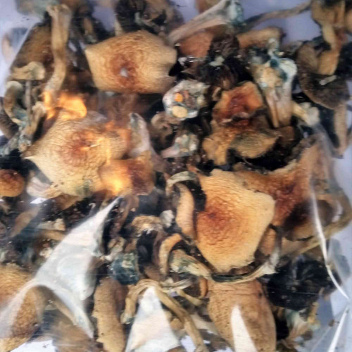 magic mushrooms website - magic mushroom buy online,