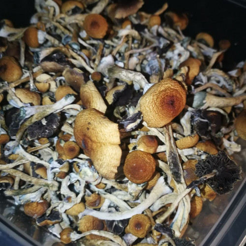magic mushrooms where to buy,