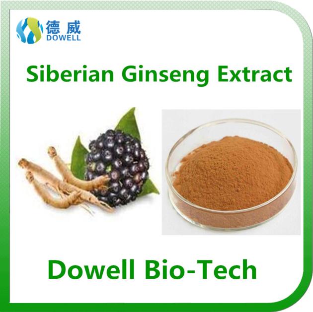 Kosher Ceitified High Quality Siberian Ginseng Extract Eleutheroside（B+E）0.8%