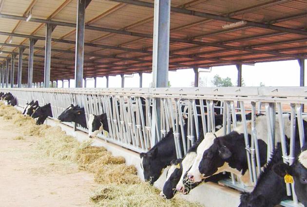 Steel Frame Farm Buildings