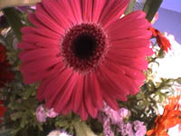 Echinacea Extract