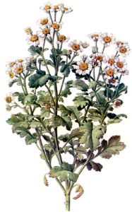 Feverfew Extract  ,Plant extract
