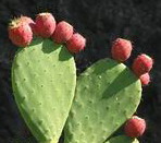 Opuntia ficus indica Extract