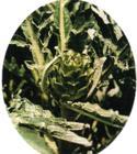 Artichoke Extract , Plant extract