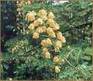 Cassia Nomame Extract  plant extract