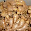 ginger powder
