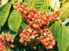 Guarana Extract