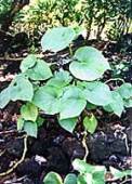 Kava Kava Extract plant extract