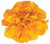 Lutein