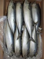frozen mackerel