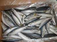 frozen mackerel