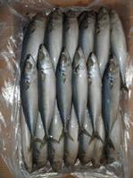 frozen mackerel