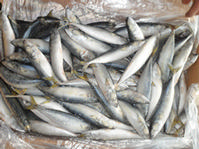 frozen mackerel